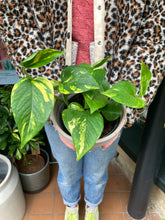 Load image into Gallery viewer, Epipremnum aureum / Devils Ivy - 12cm Pot