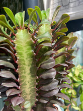 Load image into Gallery viewer, Euphorbia trigona Rubra / African Milk Tree