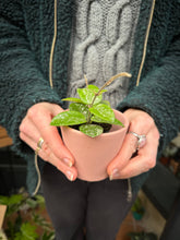 Load image into Gallery viewer, Hoya mathilde Splash / Wax Plant