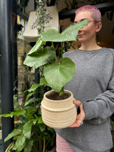 Load image into Gallery viewer, Monstera Thai Constellation / Variegated Cheese Plant