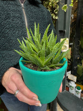 Load image into Gallery viewer, Aloe vera 'Verini'