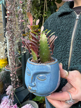 Load image into Gallery viewer, Euphorbia trigona Rubra / African Milk Tree - 5.5cm Pot