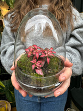 Load image into Gallery viewer, Glass Egg Sealed Terrarium - *Local Delivery or Local Pick Up Only*