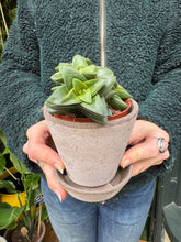 Load image into Gallery viewer, Crassula Spring Time