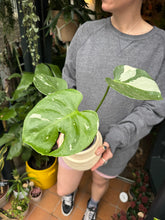 Load image into Gallery viewer, Monstera Thai Constellation / Variegated Cheese Plant