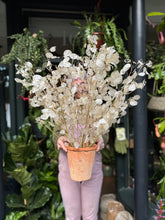 Load image into Gallery viewer, Dried Lunaria / Honesty - Price Per Stem
