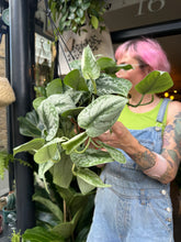 Load image into Gallery viewer, Epipremnum pictus Trebie / Satin Pothos
