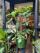 Load image into Gallery viewer, Philodendron pedatum / Oak Leaf Philodendron on Moss Pole - *Local Delivery or Local Pick Up Only*