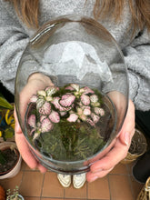 Load image into Gallery viewer, Glass Egg Sealed Terrarium - *Local Delivery or Local Pick Up Only*