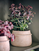 Load image into Gallery viewer, Hand-Crafted Terracotta Plant Pots