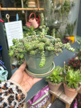 Load image into Gallery viewer, Crassula marnieriana 11cm / Worm Plant