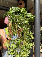 Load image into Gallery viewer, Cissus striata parthenocissus / Miniature Grape Ivy / Verona Vein