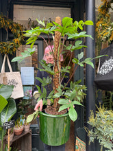 Load image into Gallery viewer, Philodendron pedatum / Oak Leaf Philodendron on Moss Pole - *Local Delivery or Local Pick Up Only*