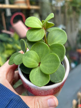 Load image into Gallery viewer, Peperomia tetraphylla Hope / Acorn Peperomia