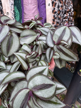 Load image into Gallery viewer, Tradescantia zebrina / Inch Plant