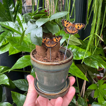 Load image into Gallery viewer, Plant Pot Companions