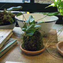 Load image into Gallery viewer, Make Your Own Kokedama Moss Ball Workshop