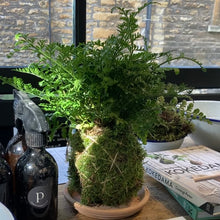 Load image into Gallery viewer, Make Your Own Kokedama Moss Ball Workshop