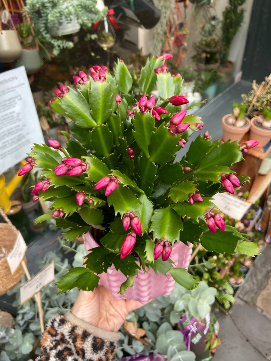 Schlumbergera 12cm Pot Christmas Cactus Pilea Plant Shop
