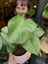 Load image into Gallery viewer, Monstera deliciosa / Cheese Plant