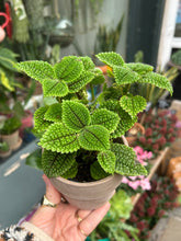 Load image into Gallery viewer, Pilea mollis / Pilea Moon Valley