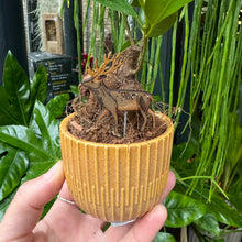 Load image into Gallery viewer, Plant Pot Companions