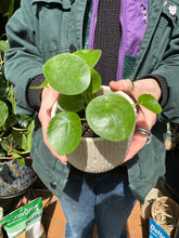 Load image into Gallery viewer, Pilea peperomioides / Chinese Money Plant