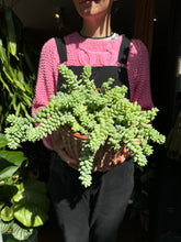 Load image into Gallery viewer, Sedum burrito / Burro's Tail - *Local Delivery or Local Pick Up Only*