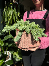 Load image into Gallery viewer, Sedum burrito / Burro's Tail - *Local Delivery or Local Pick Up Only*