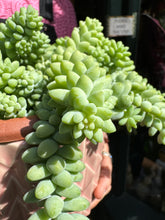 Load image into Gallery viewer, Sedum burrito / Burro's Tail - *Local Delivery or Local Pick Up Only*