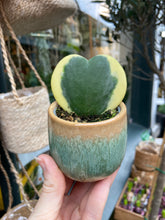 Load image into Gallery viewer, Hoya kerrii variegata / Variegated Sweetheart Hoya
