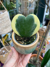 Load image into Gallery viewer, Hoya kerrii variegata / Variegated Sweetheart Hoya