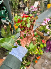 Load image into Gallery viewer, Peperomia pepperspot / Green Coins