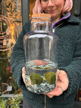 Load image into Gallery viewer, Marimo Moss Ball Terrarium 2 Ball - *Local Delivery or Local Pick Up Only*