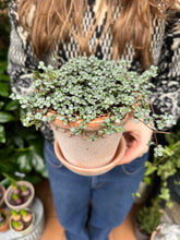 Load image into Gallery viewer, Pilea glaucophylla / Silver Sparkles