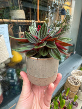 Load image into Gallery viewer, Peperomia caperata Rosso / Emerald Ripple Pepper