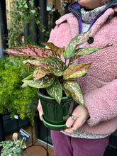 Load image into Gallery viewer, Aglaonema Spotted Star / Chinese evergreen