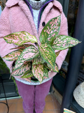 Load image into Gallery viewer, Aglaonema Spotted Star / Chinese evergreen