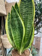 Load image into Gallery viewer, Sansevieria futura Superba / Snake Plant