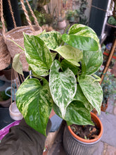 Load image into Gallery viewer, Epipremnum pinnatum Marble Queen / Marbled Pothos