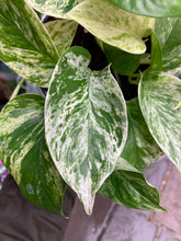 Load image into Gallery viewer, Epipremnum pinnatum Marble Queen / Marbled Pothos