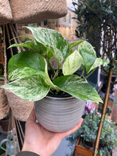 Load image into Gallery viewer, Epipremnum pinnatum Marble Queen / Marbled Pothos