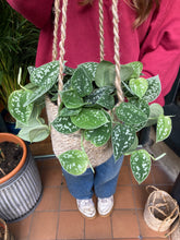Load image into Gallery viewer, Epipremnum pictus Argyreus / Satin Pothos