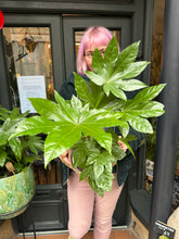 Load image into Gallery viewer, Fatsia japonica / Japanese Aralia - 17cm Pot