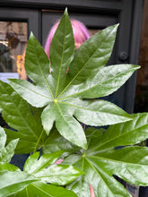 Load image into Gallery viewer, Fatsia japonica / Japanese Aralia - 17cm Pot