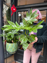 Load image into Gallery viewer, Fatsia japonica / Japanese Aralia - 17cm Pot