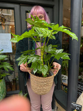 Load image into Gallery viewer, Fatsia japonica / Japanese Aralia - 17cm Pot