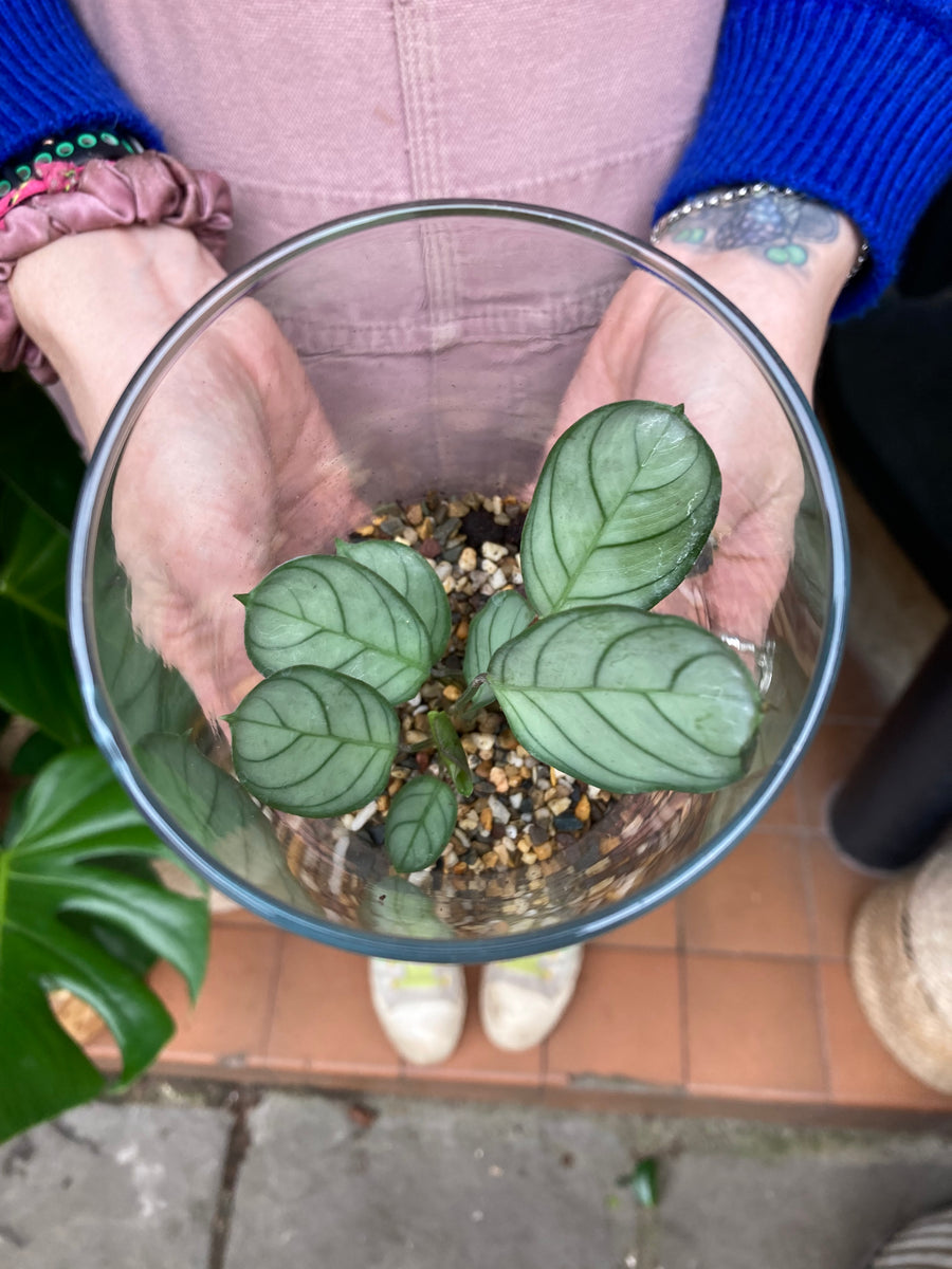 Calathea Terrarium *Local Delivery or Local Pick Up Only* Pilea