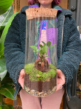 Load image into Gallery viewer, Ficus microcarpa Ginseng Sealed Terrarium - *Local Delivery or Local Pick Up Only*
