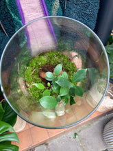 Load image into Gallery viewer, Ficus microcarpa Ginseng Sealed Terrarium - *Local Delivery or Local Pick Up Only*